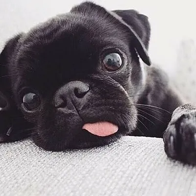 Pug Daily Style profile