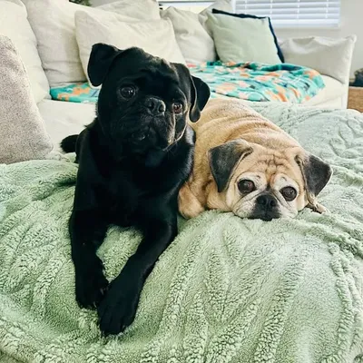 Peanut ๐ฅ and Loki ๐ profile