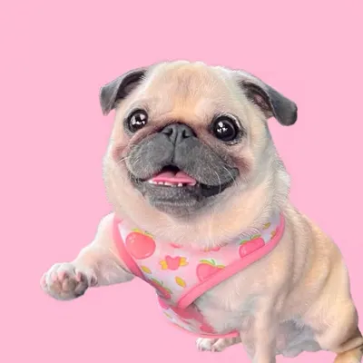 Loulou the Pug profile