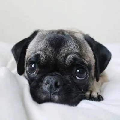 Pug Lovers Club profile
