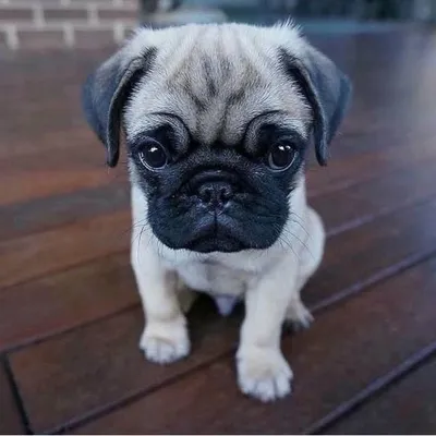 Pugs profile