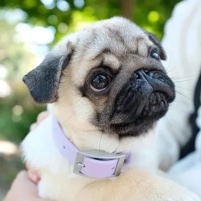 Pugs Community profile