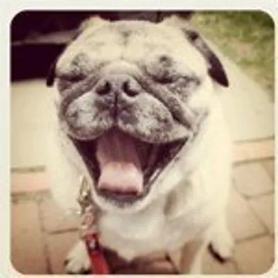 pugsofinstagram profile