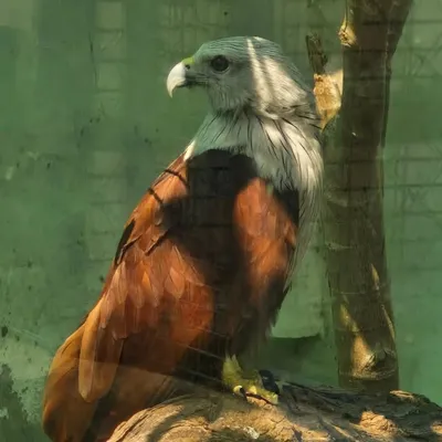 PujaRaj ✰ profile