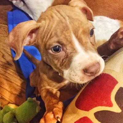 Pumpkin the Petworth Pitbull profile