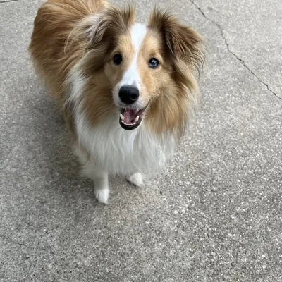 PupLife.com profile