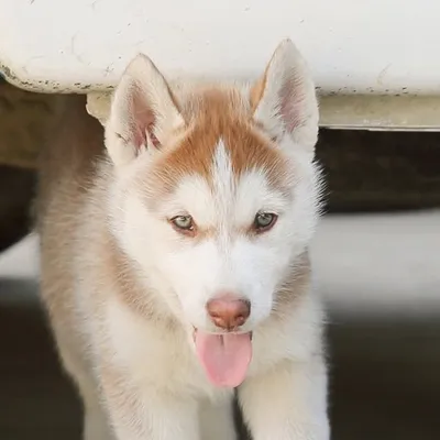 Pascal (The Husky) profile