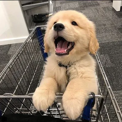Sweet Dogs Of Instagram profile