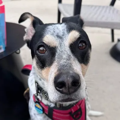 Sparky profile