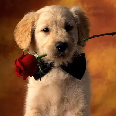 We Love Puppies profile