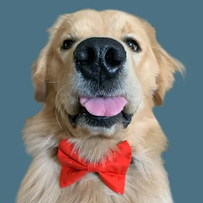 GRAHAM | AKC GOLDEN RETRIEVER profile
