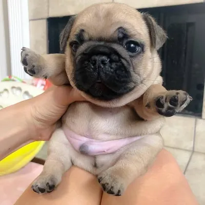 PuppyLove ๐ถ profile