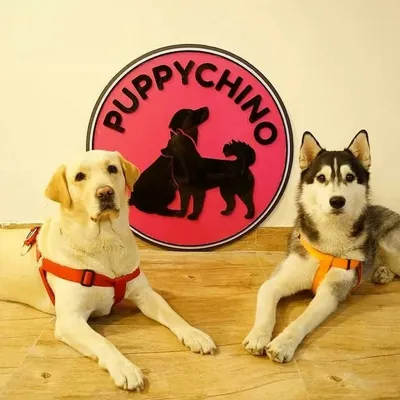 Puppychino Delhi profile