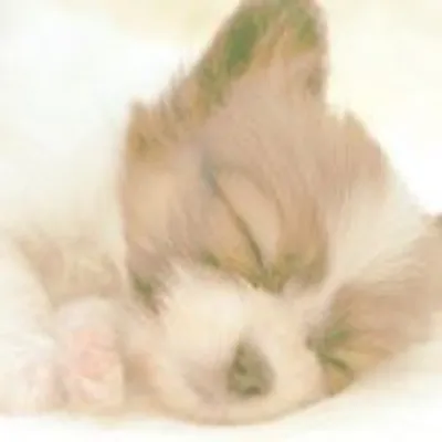 puppypuppies profile