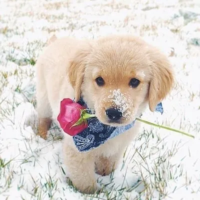 PUPPY LOVERS ๐ถ profile