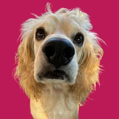 Pups of Hub profile