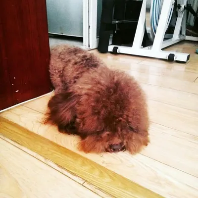 Cotton.Pet. profile