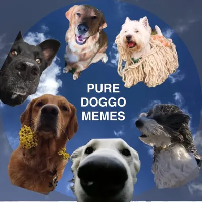 Wholesome Memes profile