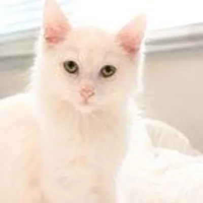 Purrcilla the cat profile