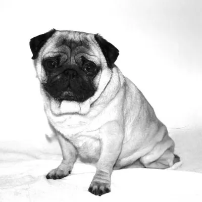 pursesandpugs profile