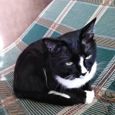 Pusya Cat profile