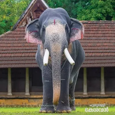 പുതുപ്പള്ളി കേശവൻ ഫാൻസ് profile