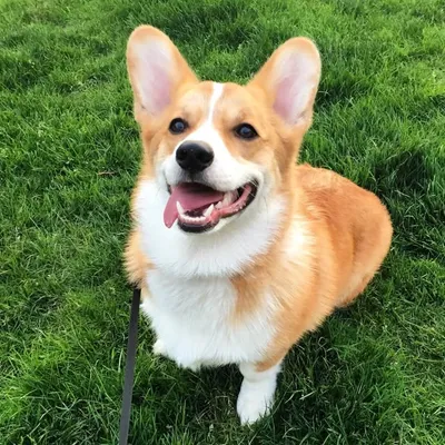 Pwyll profile