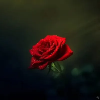 ਪਿਆਰ ਦੀ ਕਹਾਣੀ 🥀 profile
