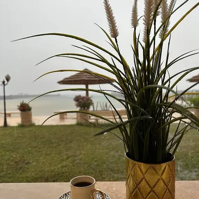 كوين مارت profile