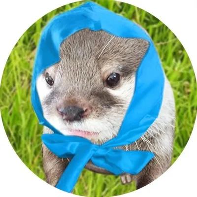 かわうそ くるる(Otter_Qoo) profile