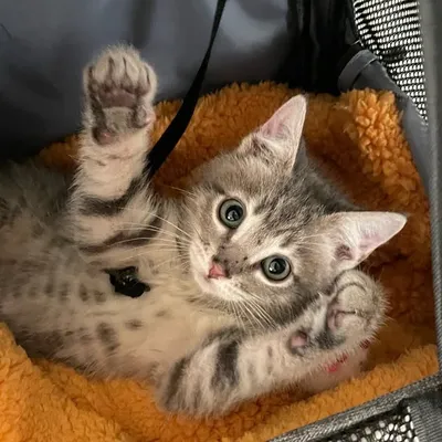 #stayhomeandfoster profile