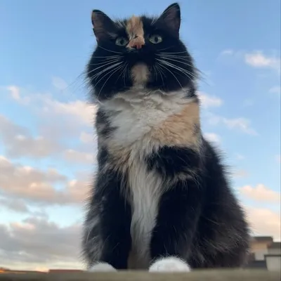 Kingdom_of_cats profile