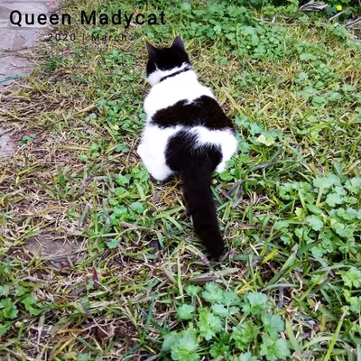 Artemis-Diana Madycat profile