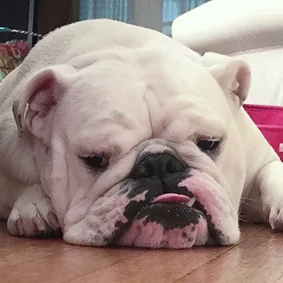 Queenie the Bulldog profile