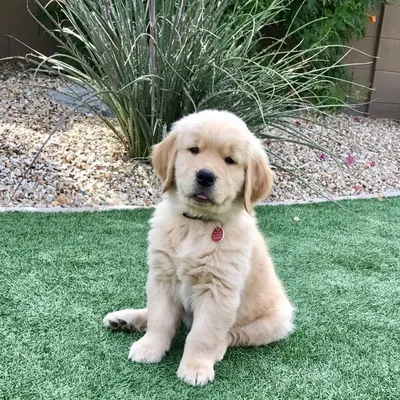 Quincy the Golden Pup "Q" profile