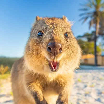 Daxon the Quokka profile