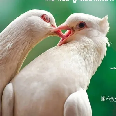 Raahi dil de profile
