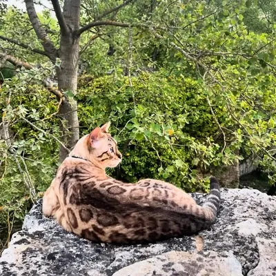 Raclette - Snow Bengal Cat profile
