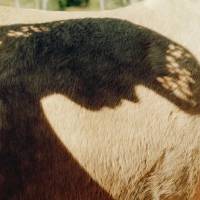 profile