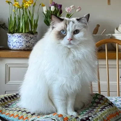 Ragdoll_messy profile