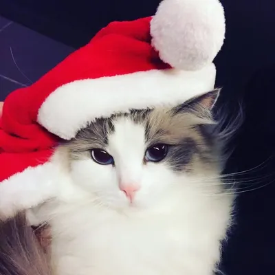 Doge The Cat profile
