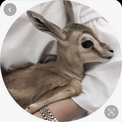 🌿🧺رغد السيد profile