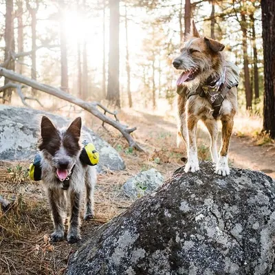 ⏇ Scruff Pups in the Wild ⏈ profile
