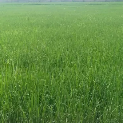 rahul111 profile