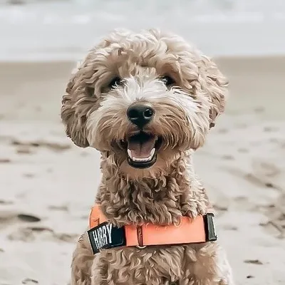 Raising Harry Pupper | Dog Owners profile