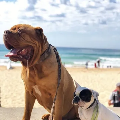 Ralphie dogue & Loui frenchie profile