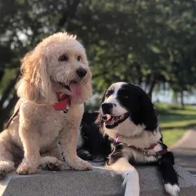 RALPHIE & RUBY ๐ป๐ผ profile