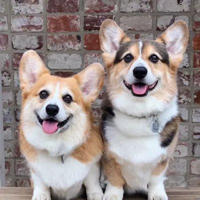 Ralph the Corgi profile