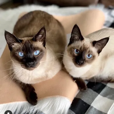 Ramby & Gracie profile