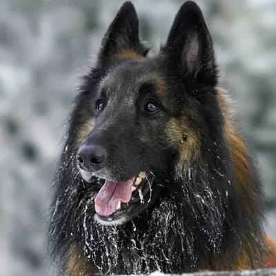 Rancho The Dog profile